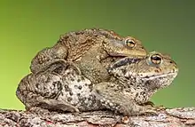 Amplexus