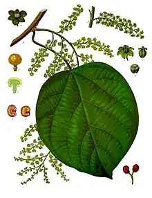 Anamirta cocculus : illustration from Köhler's Medizinal Pflanzen.