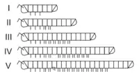 Growth stages