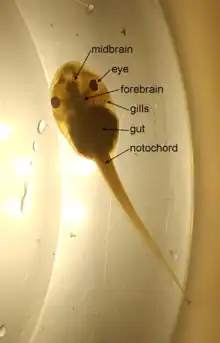 Anatomy of a Wood frog tadpole