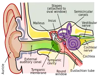 Anatomy of the human right ear.  Brown is outer ear.
  Red is middle ear.
  Purple is inner ear.