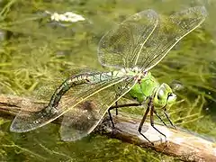 Female laying eggs