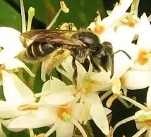 Andrena Subgenus Gonandrena, dogwood andrena