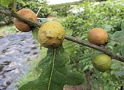 Oak apples