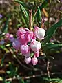 Bog rosemary