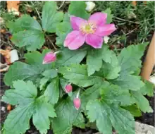 pink anemone