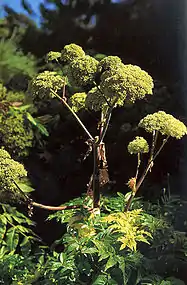 Angelica archangelica