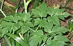 Angelica keiskei leaves in cultivation