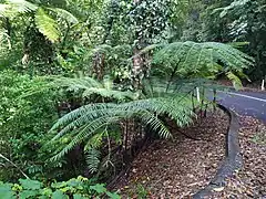 Growing in a steep gully on the Lamb Range, Queensland, Australia