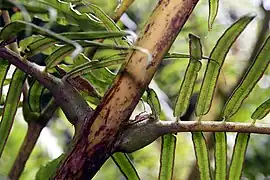 Pulvini on the rachillae (midribs of lateral branches)