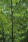 Underside of a frond