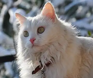 Solid-white adult with green eyes