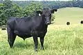 Black Angus heiffer