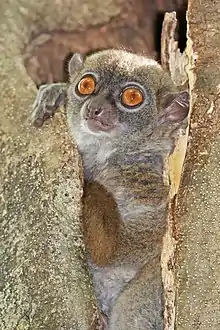 Gray lemur