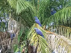 Hyacinth macaws