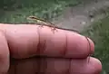 Lagartijo jardinero(Anolis pulchellus)