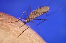 A mosquito sitting on the tip of a finger