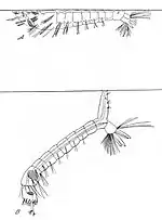 Feeding position of an Anopheles larva (A), culicine larva with its siphon (B)