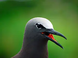 A. s. pileatus, Philippines