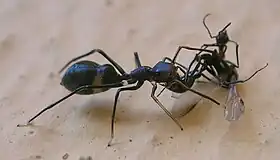 Aggressive mimic with model/dupe/prey:Myrmarachne spider eating a queen ant