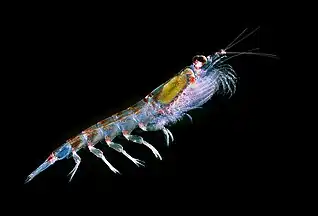 Photo of krill in water