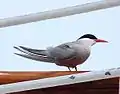 Antarctic tern in breeding plumage