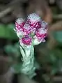 Antennaria dioica