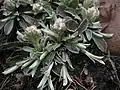 Field pussytoes (Antennaria neglecta) in spring, with flowerbuds and runners