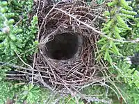 Nest