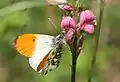 Catalina orangetip