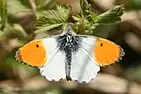 A mostly white butterfly with orange-tipped wings