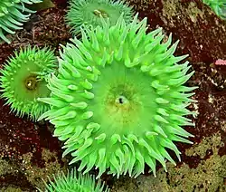 Anthopleura xanthogrammica gains its green colour from Zoochlorella