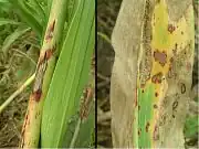 Sorghum leaves showing anthracnose damage