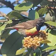 brown sunbird with yellow sides, red belly, and bluish-black face and throat