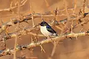 sunbird with black upper body, white undersides, metallic bluish-green patch on shoulder, and thick black bill