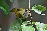 greenish sunbird with grey undersides