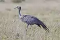 National bird: Blue crane