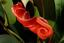 Anthurium scherzerianum inflorescence with spathe and spadix