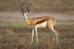 Male springbok