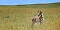 Pronghorn at the Wildlife loop road