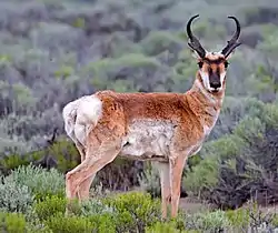 A pronghorn