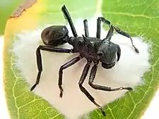 Both aggressive and Batesian mimicry:Aphantochilus rogersi