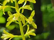 Aplectrum hyemale var. pallidum flower detail