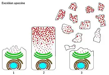 Apocrine gland