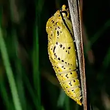 Pupa