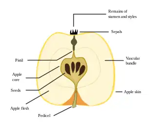 Apple morphology