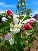 Apple blossom. Eastern Siberia