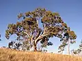 E. bridgesiana (apple box) on Red Hill, Australian Capital Territory.