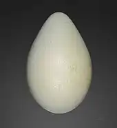 Egg of an emperor penguin, from Jacques Perrin de Brichambaut's collection, obtained at Archipel de Pointe Géologie, Adélie Land.