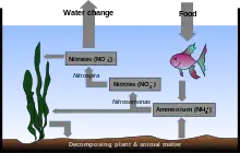 Drawing showing cross-section of the ocean. The bottom is labeled "Decomposing plant & animal matter". An arrow points from seaweed to the bottom. Another arrow points to a rectangle labeled Ammonium (NH+4). A two-headed arrow is labeled Nitrosomonas and points back to the seaweed and also to another rectangle labeled Nitrites (NO−2). Another arrow labeled Nitrospira points to another rectangle labeled Nitrates (NO−3). Another arrow points back to the seaweed. Another arrow points to the air above the ocean surface and is labeled Water change. Another arrow, labeled Food points from the air to a fish below the surface. A final arrow points to the rectangle labeled Ammonium (NH+4).